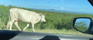driving to cabo - watch for cows